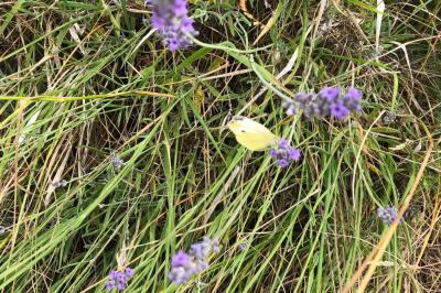 <i>Pieris rapae</i>