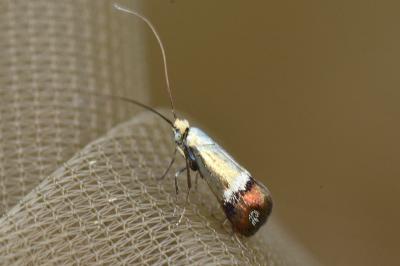 <i>Nemophora dumerilella</i>