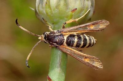 <i>Bembecia</i>