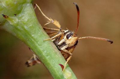 <i>Bembecia</i>