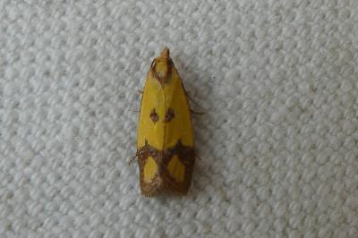 <i>Agapeta zoegana</i>
