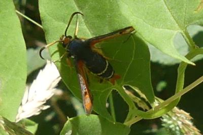 <i>Pyropteron chrysidiforme</i>