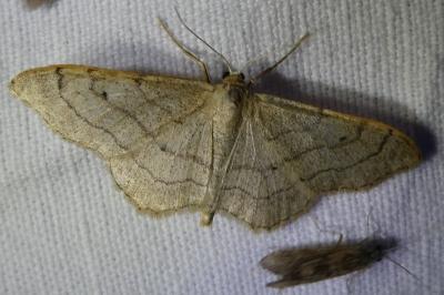 <i>Idaea aversata</i>