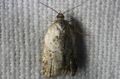 <i>Acleris variegana</i>