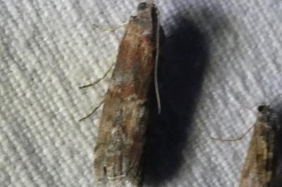 <i>Phycita roborella</i>