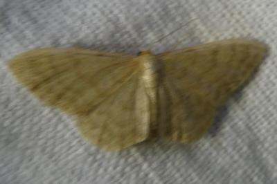 <i>Idaea dilutaria</i>