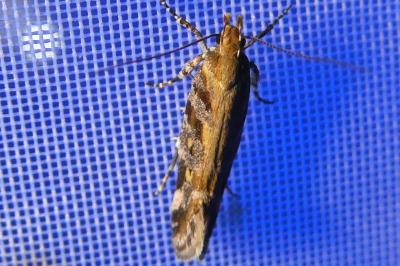 <i>Aristotelia decoratella</i>