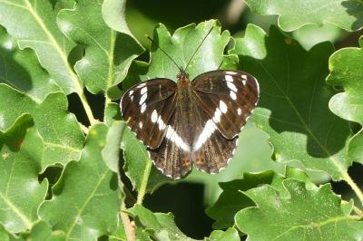 <i>Limenitis camilla</i>