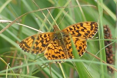 <i>Boloria dia</i>