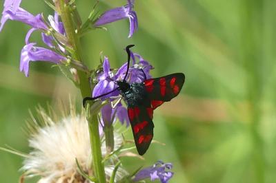 <i>Zygaena filipendulae</i>