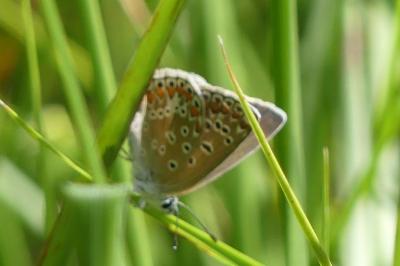 <i>Polyommatus icarus</i>