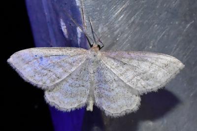 <i>Idaea macilentaria</i>