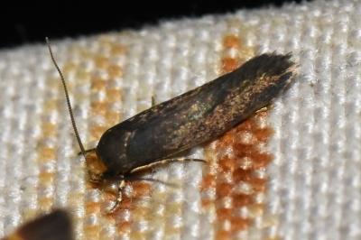 <i>Cephimallota crassiflavella</i>