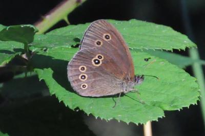 <i>Aphantopus hyperantus</i>