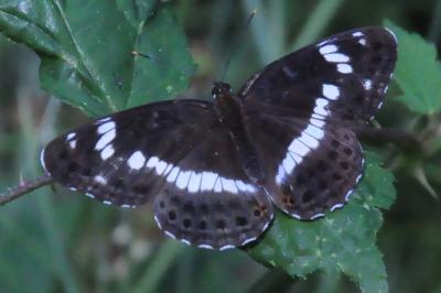 <i>Limenitis camilla</i>