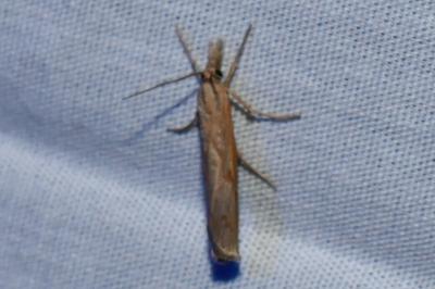 <i>Pediasia contaminella</i>