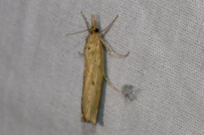 <i>Agriphila</i>