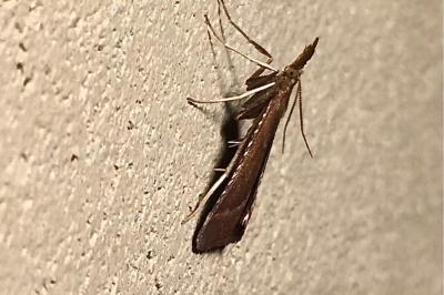<i>Synaphe punctalis</i>
