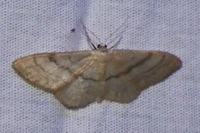 <i>Idaea</i>