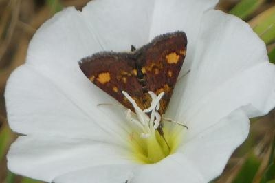 <i>Pyrausta aurata</i>