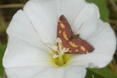 <i>Pyrausta purpuralis</i>