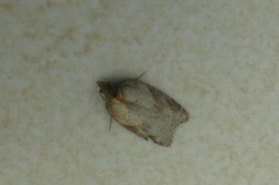 <i>Acleris</i>