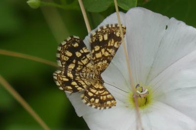 <i>Chiasmia clathrata</i>