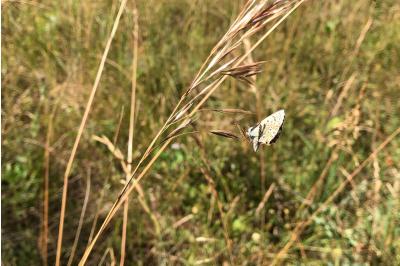 <i>Polyommatus icarus</i>
