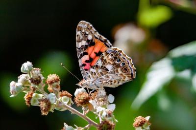 <i>Vanessa cardui</i>