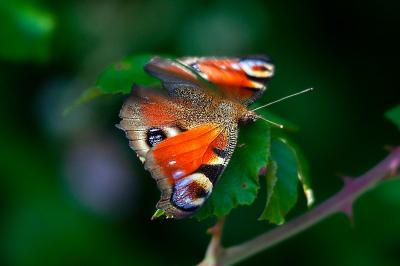 <i>Aglais io</i>