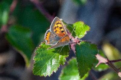 <i>Lycaena phlaeas</i>
