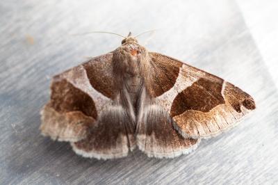 <i>Dysgonia algira</i>