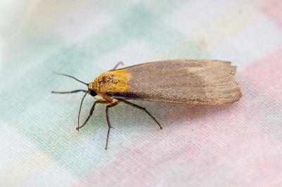 <i>Lithosia quadra</i>