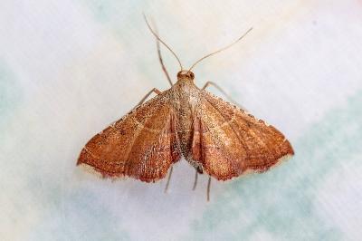 <i>Endotricha flammealis</i>