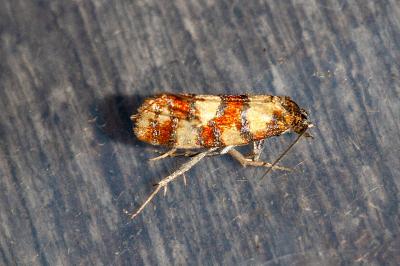 <i>Aethes tesserana</i>
