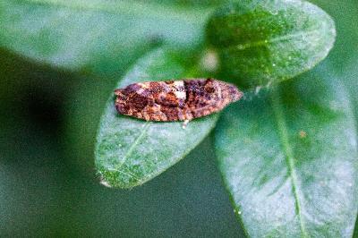 <i>Eudemis profundana</i>