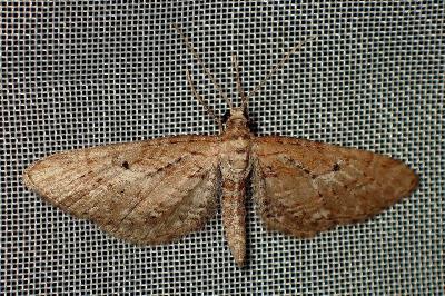 <i>Eupithecia scopariata</i>