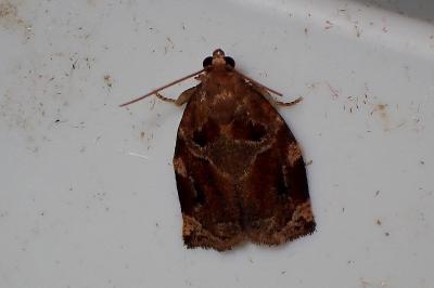 <i>Archips xylosteana</i>