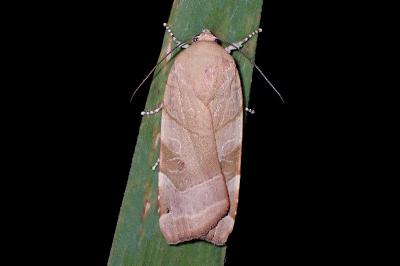 <i>Noctua fimbriata</i>