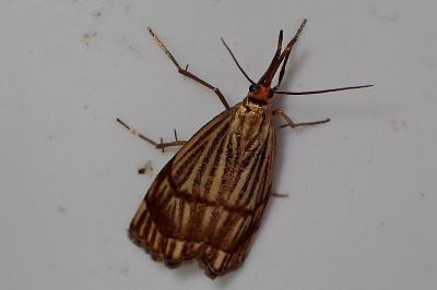 <i>Chrysocrambus linetella</i>