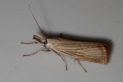 <i>Chrysoteuchia culmella</i>