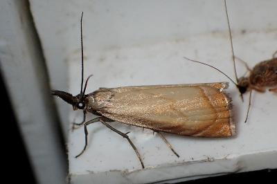 <i>Chrysoteuchia culmella</i>