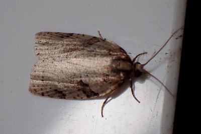 <i>Clepsis spectrana</i>