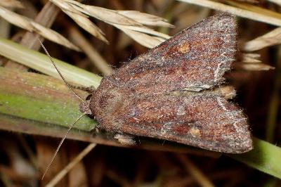 Lacanobia oleracea