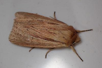 <i>Mythimna impura</i>