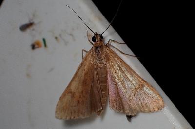 <i>Nomophila noctuella</i>