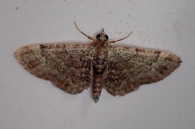 <i>Pasiphila rectangulata</i>