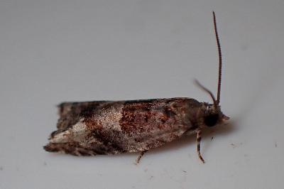 <i>Rhopobota naevana</i>