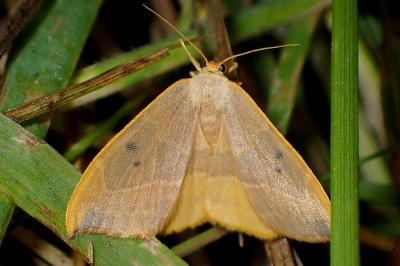 <i>Watsonalla binaria</i>