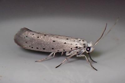 <i>Yponomeuta</i>